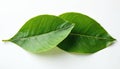 Two vibrant green mango leaves display intricate vein patterns on clean white backdrop. Smooth surfaces reflect subtle light, Royalty Free Stock Photo