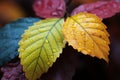 Two vibrant leaves, a testament to autumns breathtaking beauty