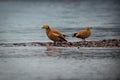 Two vibrant orange Ogar (Tadorna ferruginea) ducks perched on a jagged rock shoreline