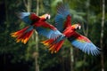 Two vibrant parrots with colorful feathers soaring through the sky, A pair of tropical macaws flying over the Amazon rainforest, Royalty Free Stock Photo