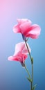 Elegant Sweet Pea Mobile Wallpaper In 8k Hyper-realistic Rendering Royalty Free Stock Photo