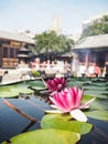 Two vibrant pink water lilies in a massive water reservoir Royalty Free Stock Photo