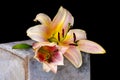 Two pink white yellow lily blossoms macro on a concrete stone cube Royalty Free Stock Photo