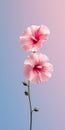 Minimalist Pink Hibiscus Flowers: A Filipp Hodas Inspired Mobile Wallpaper