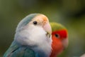 Two vibrant rosy-faced lovebirds (Agapornis roseicollis) against a green backdrop Royalty Free Stock Photo