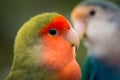 Two vibrant rosy-faced lovebirds (Agapornis roseicollis) against a green backdrop Royalty Free Stock Photo