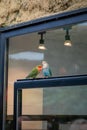 Two vibrant rosy-faced lovebirds (Agapornis roseicollis) against a window Royalty Free Stock Photo