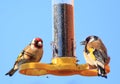 Two vibrantly coloured gold finches on a bird feeder with natural clear blue sky background Royalty Free Stock Photo