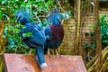 Two victoria crowned pigeons sitting together on a bench, beautiful tropical and colorful birds from new guinea, Near threatened