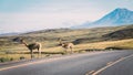 Two vicunas stand in front of a breathtaking volcano on a green steppe landscape on the side of the road in the Atacama Royalty Free Stock Photo