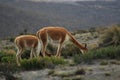 Two vicunas or wild lamas eating grass with their heads down around the chimborazo