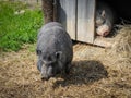 Two Vietnamese pot bellied pigs on a farm