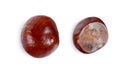 Two views of a fresh chestnut