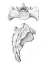 Two views of sacrum