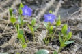 Two Vinca minor lesser periwinkle flower, common periwinkle in bloom, two ornamental creeping flowers and buds Royalty Free Stock Photo