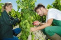 Two vineyard workers collecting malbec grapes Royalty Free Stock Photo