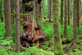 two old fashioned trunks on one side of a forest with green trees