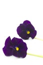 Two viola cornuta flowers Royalty Free Stock Photo