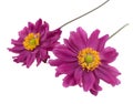 Two violet daisies isolated Royalty Free Stock Photo