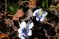 Two violets in early spring Royalty Free Stock Photo