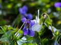 A two violets flower leaned towards one another(Viola, Viola Canina, commonly known as heath dog-violet and heath violet Royalty Free Stock Photo