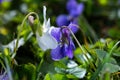 A two violets flower leaned towards one another(Viola, Viola Canina, commonly known as heath dog-violet and heath violet Royalty Free Stock Photo