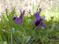 Two violets in the grass, closeup Royalty Free Stock Photo