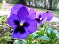 Two violets grow in a flower bed Royalty Free Stock Photo