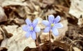 Two violets hepaticas blossoms on  old dry leaves in spring Royalty Free Stock Photo