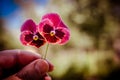 Two violets in male hand Royalty Free Stock Photo