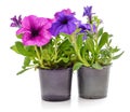 Two violets in pots Royalty Free Stock Photo