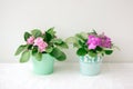 Two violets purple and pink stand on a light background in small pots Royalty Free Stock Photo