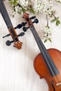 Two violins and blossoming cherry tree branches on white wooden background