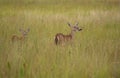 Two Virginia deer in the meadow. Odocoileus virginianus.