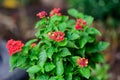 Two vivid pink red flowers of verbenas or lantanas plant, in a garden pot, in a sunny summer day beautiful outdoor floral Royalty Free Stock Photo