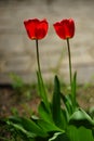 Two vivid red tulip flowers grows in spring garden at sunny day Royalty Free Stock Photo