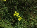 Two vivid yellow little flowers with long stamens Royalty Free Stock Photo