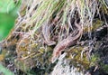 Two viviparous lizards in a thicket on the rocks. Karelia . Royalty Free Stock Photo