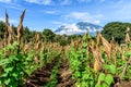 Two volcanoes & corn & bean field, Guatemala Royalty Free Stock Photo