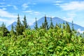 Two volcanoes through undergrowth, Guatemala Royalty Free Stock Photo