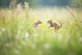 two voles chasing each other in a field