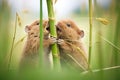 two voles engaging in play amid grass stalks