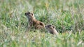 Two voles looking around in the grass.