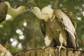 Two voltures kissing Royalty Free Stock Photo