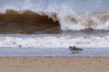 Two vulnerable birds by the shore