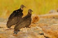 Two vulture, beach near the coast. Vulture sitting on the tree in Costa Rica tropic forest. Ugly black bird Black Vulture, Royalty Free Stock Photo