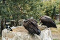 Two vulture birds sitting on stone wall in a zoo