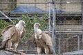 Two Vultures Behind Bars At The Artis Zoo Amsterdam The Netherlands 28-3-2022 Royalty Free Stock Photo