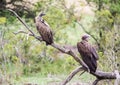 Two vultures in the bush Royalty Free Stock Photo