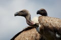 Two vultures close together Royalty Free Stock Photo